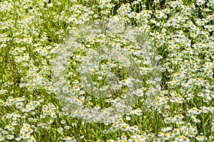 Field of camomile daisy flowers