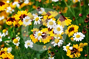 Field of camomiles and coreopsis flowers at nature