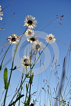Field camomiles directed in the summer sky. A warm summer day in the Western Urals.