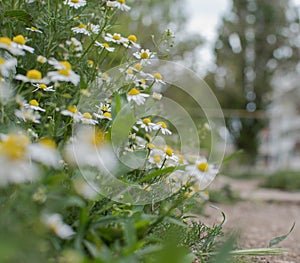 The field from camomiles, romantic camomiles, camomiles for a natashka, camomiles, romanticism, happiness from camomiles photo