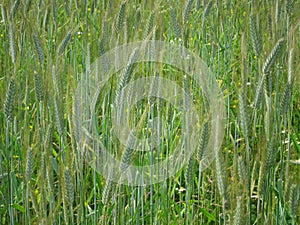 Field campaign consists of grass and green ears of corn