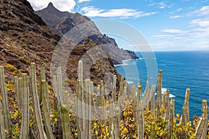 Field of Canary Island spurge cactus. Scenic view Atlantic Ocean coastline of Anaga massif, Tenerife, Canary Islands, Spain photo