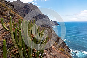 Field of Canary Island spurge cactus. Scenic view Atlantic Ocean coastline of Anaga massif, Tenerife, Canary Islands, Spain photo