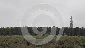 Field Cannock chase forest,  UK