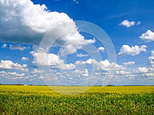 Field of canola with beautiful blue sky with cumulus clouds