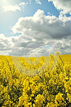 field, canola crops on dramatic sky