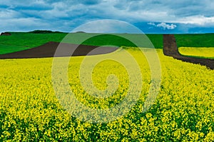 Field of canola flowers