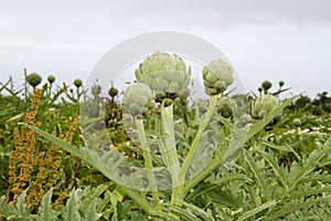 A field with Cardoon photo