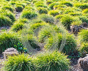 A field of carex clumping grass on a sunny day