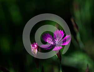 Field carnation