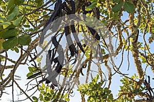 Field of carob trees, Ceratonia siliqua