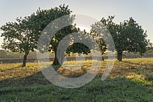 Field of carob trees, Ceratonia siliqua at sunrise