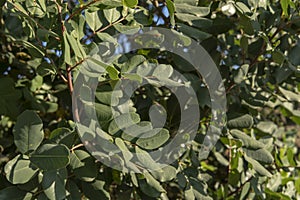 Field of carob trees, Ceratonia siliqua at sunrise