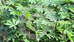 Field of Cassava (Manihot esculenta)