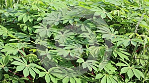Field of Cassava (Manihot esculenta)