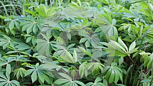 Field of Cassava (Manihot esculenta)