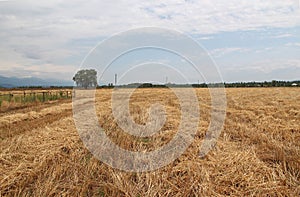 The field in Caucasian Mountains, Azerbaijan