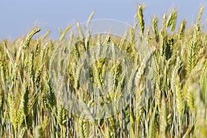 Field with cereal