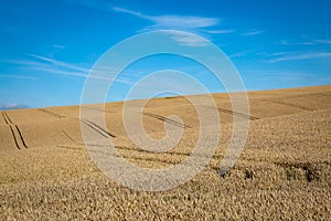 A Field of Cereal Crops