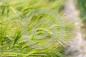 A field of cereal crops growing in the summer sunshine, with selective focus