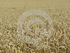 Field cereal landscape harvest dry food natural season photo