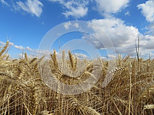 Field cereal landscape harvest dry food natural season photo