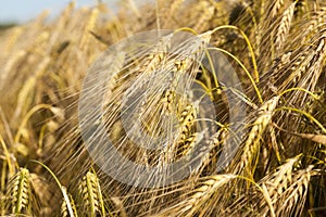 Field of cereal in the summer