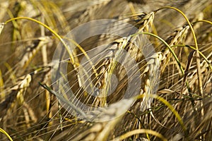 Field of cereal in the summer