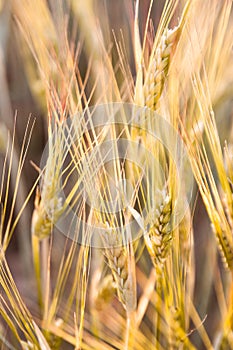 Field of cereals