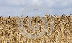 Field of Cereals