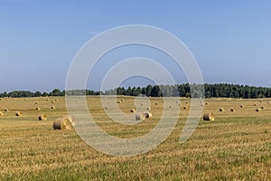 A field with cereals in the summer