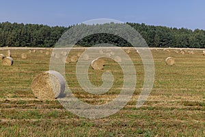 A field with cereals in the summer