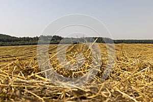 A field with cereals in the summer