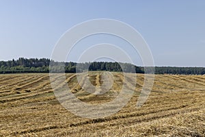 A field with cereals in the summer