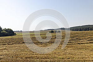 A field with cereals in the summer