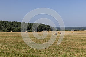 A field with cereals in the summer