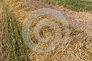 A field with cereals in the summer