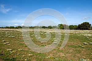 Field With Chamomile