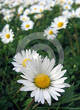 Field Chamomile