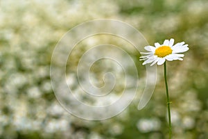 Field chamomile on blurred background