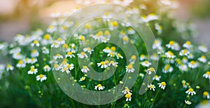 field of chamomile close-up. beautiful meadow on a sunny day. summer flowers. natural wallpaper. nature