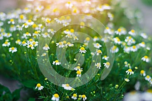 Field of chamomile close-up. beautiful meadow on a sunny day. summer flowers. natural wallpaper. nature