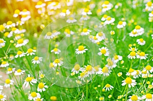 Field of chamomile close-up. beautiful meadow on a sunny day. summer flowers. natural wallpaper. nature background