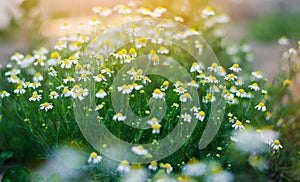 Field of chamomile close-up. beautiful meadow on a sunny day. summer flowers. nature wallpaper. nature