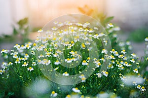 Field of chamomile close-up. beautiful meadow on a sunny day. summer flowers. nature wallpaper. nature