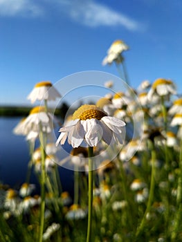 Field of chamomile and daisy on a background of blue lake and blue sky in sunny day.