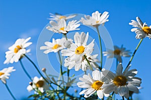 Field chamomile flower