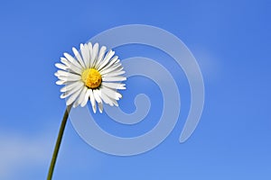 Field chamomile flower against the blue sky