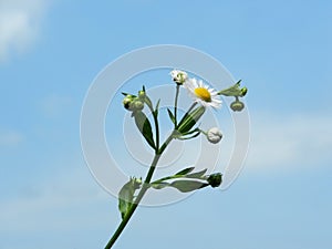 Field chamomile flower against the blue sky