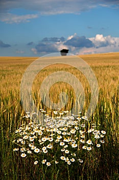 Field and Chamomile